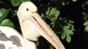Pelikan im Frankfurter Zoo